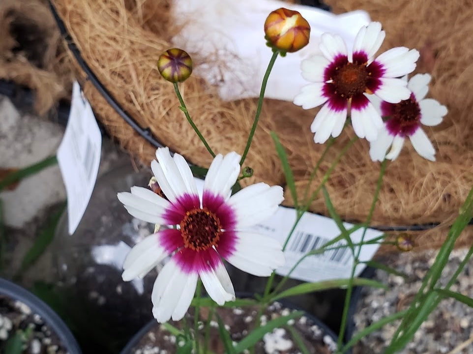 Coreopsis "Ice Wine"