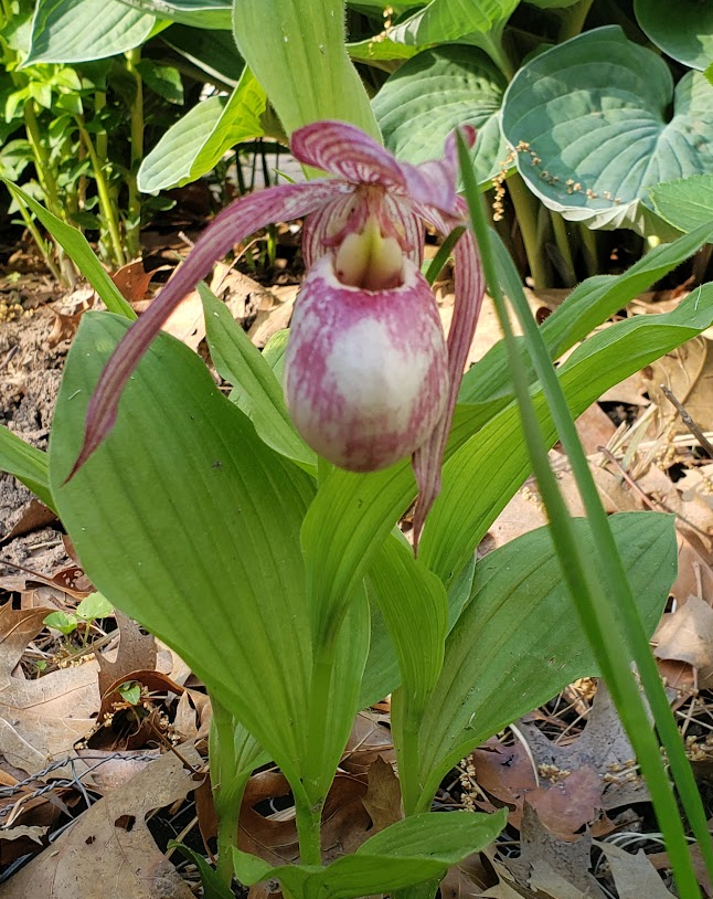 Cypripedium 'Lucy Pinkepank'