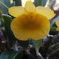 Dendrobium Jenkinsii