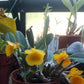 Dendrobium Jenkinsii