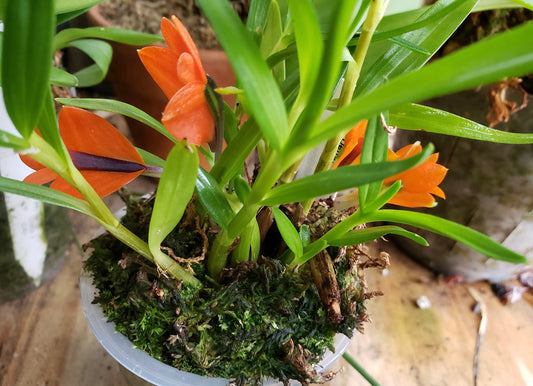 Dendrobium vexillarius orange x red