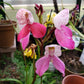 Disa Kewensis