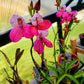 Disa Kewensis