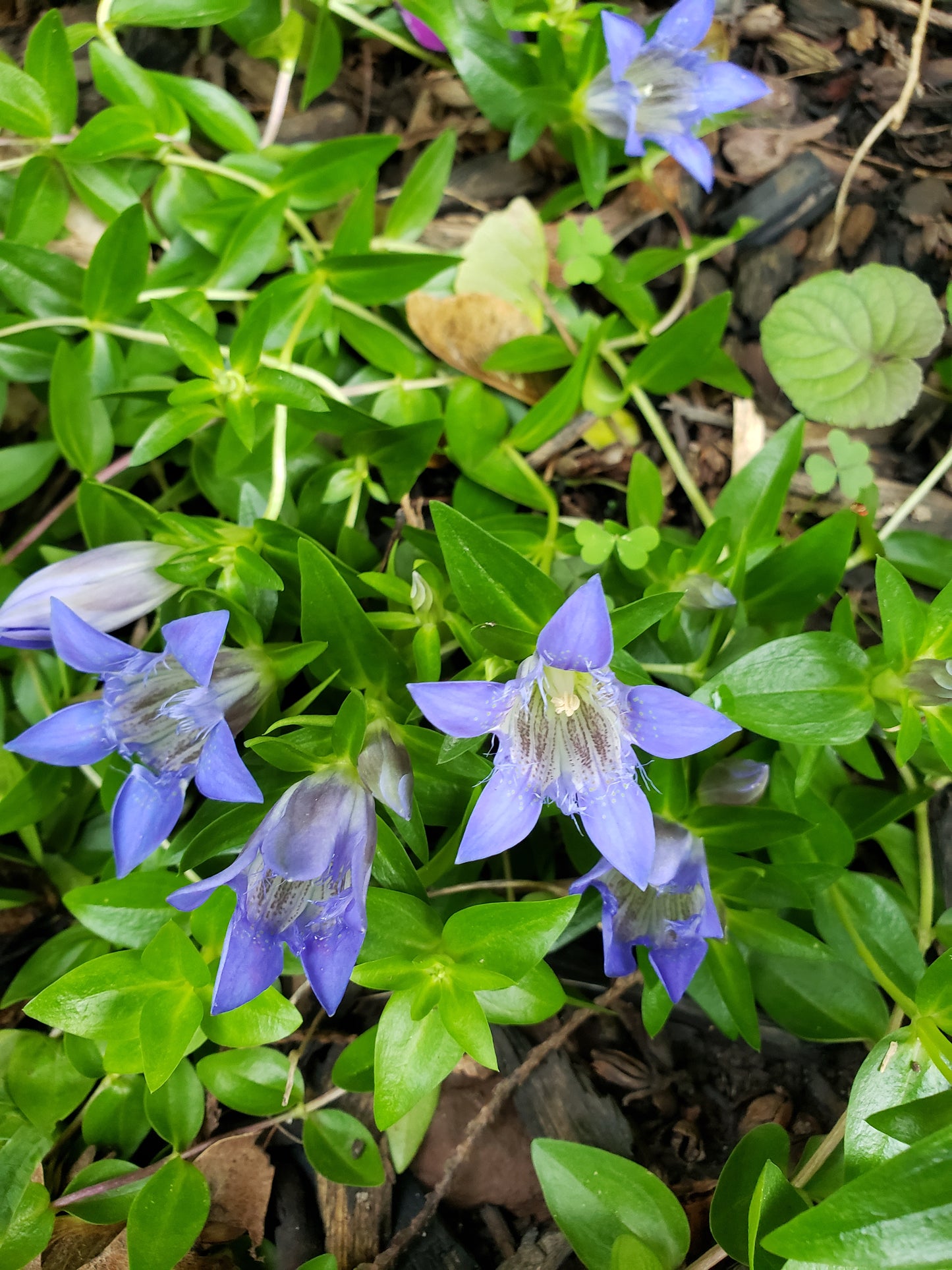 Gentiana Septemfida