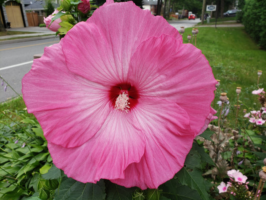 Hibiscus Moscheutos "Berry Awesome"