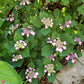 Hydrangea "Tuff Stuff"