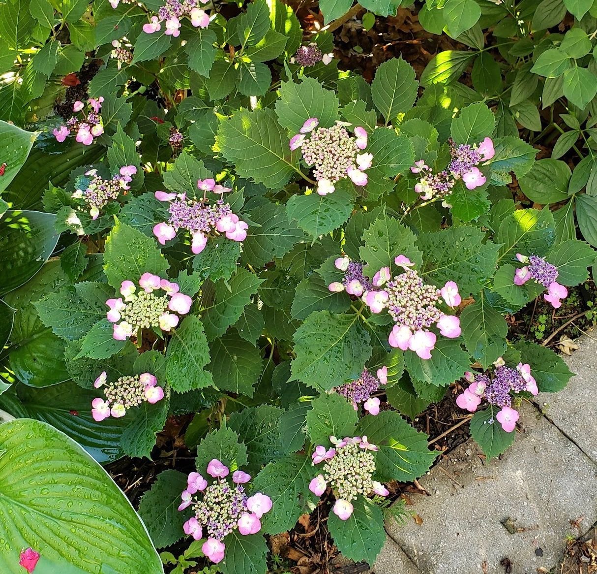 Hydrangea "Tuff Stuff"