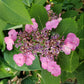 Hydrangea "Tuff Stuff"