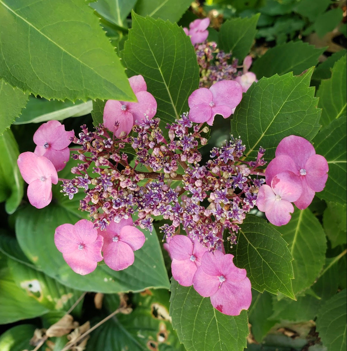 Hydrangea "Tuff Stuff"