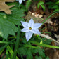 Ipheion
