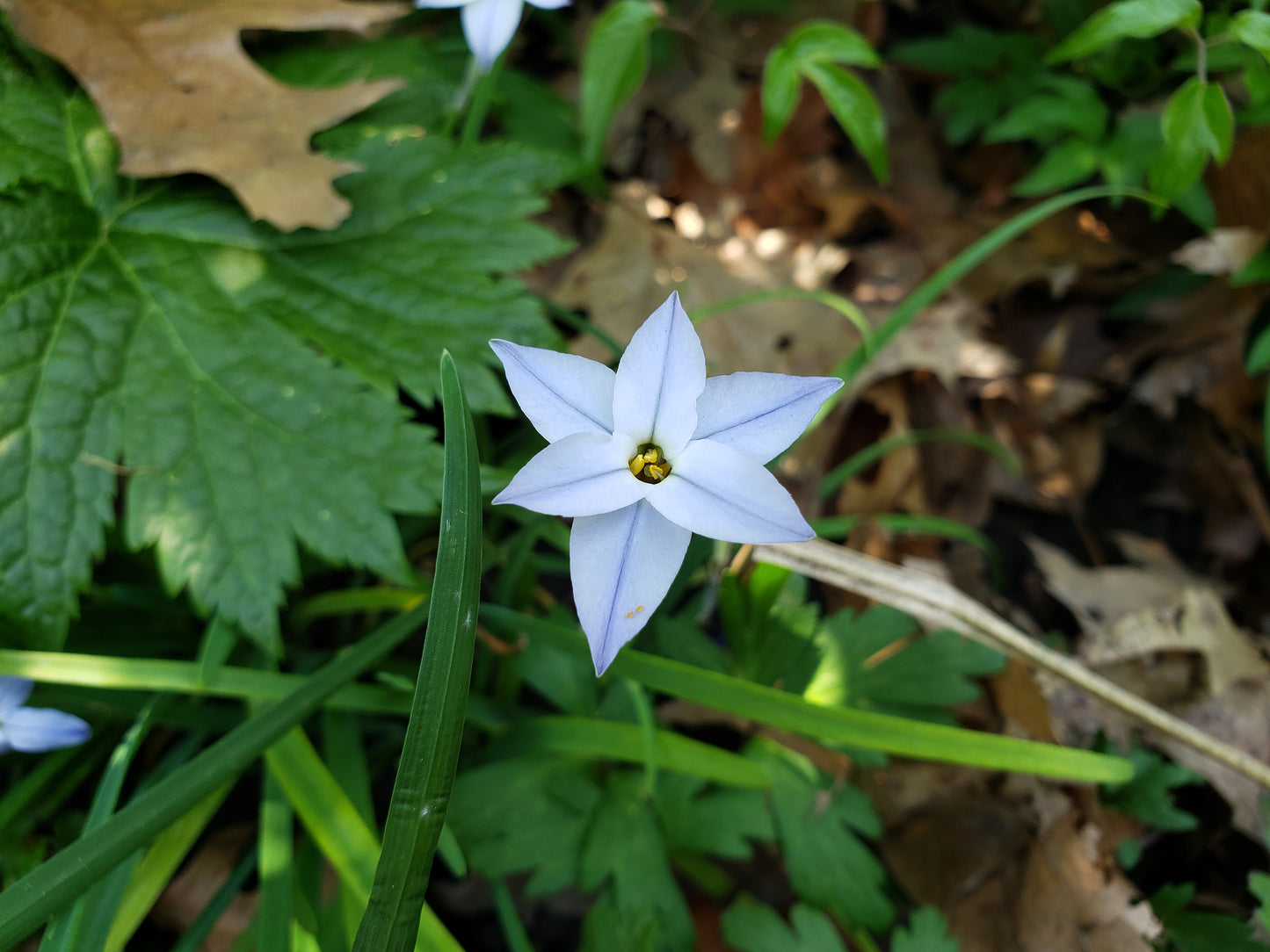 Ipheion