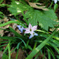 Ipheion