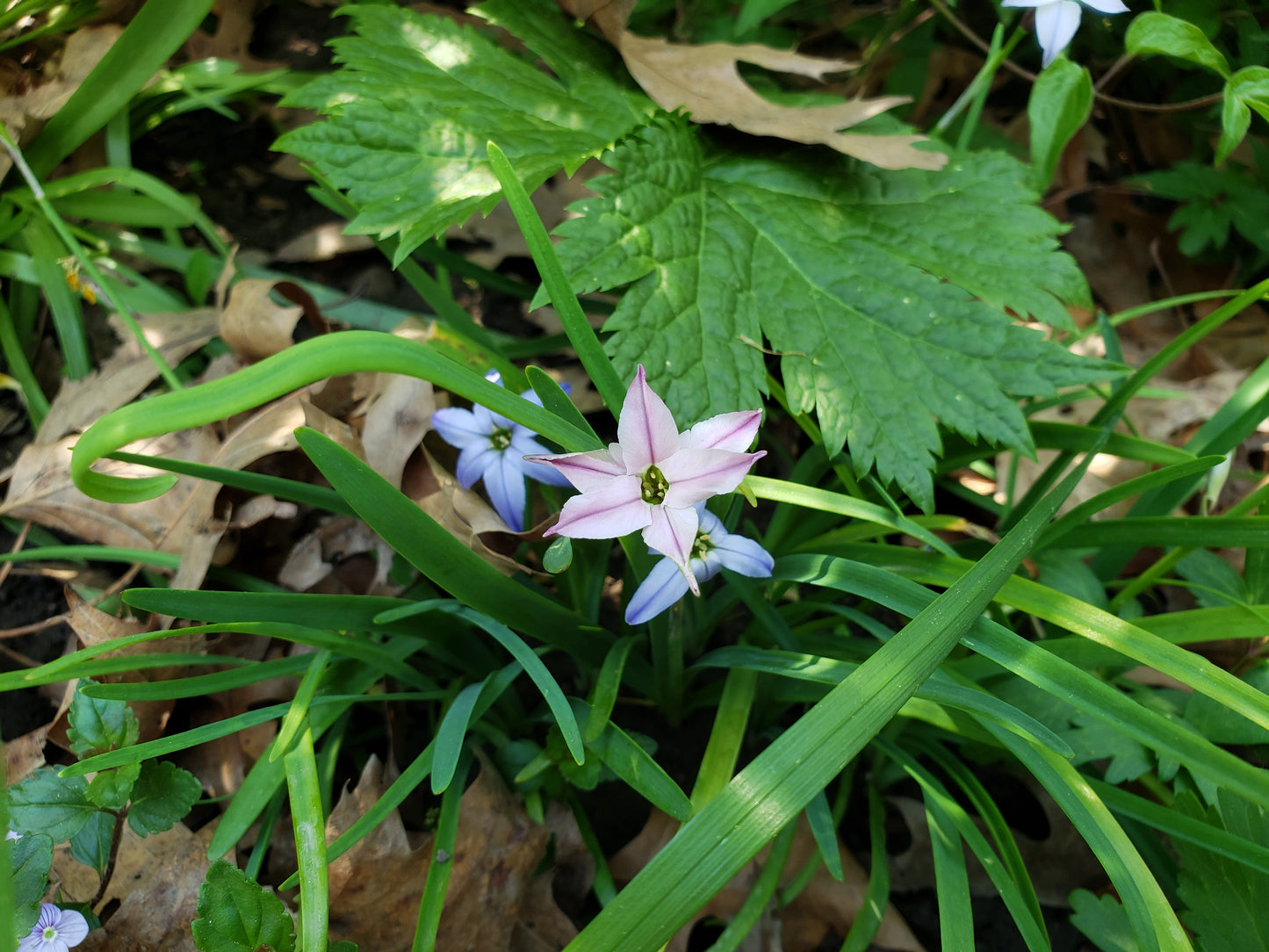 Ipheion