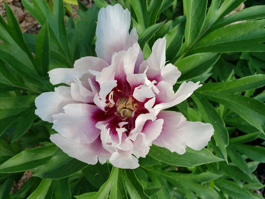 Paeonia 'Itoh' Cora Louise