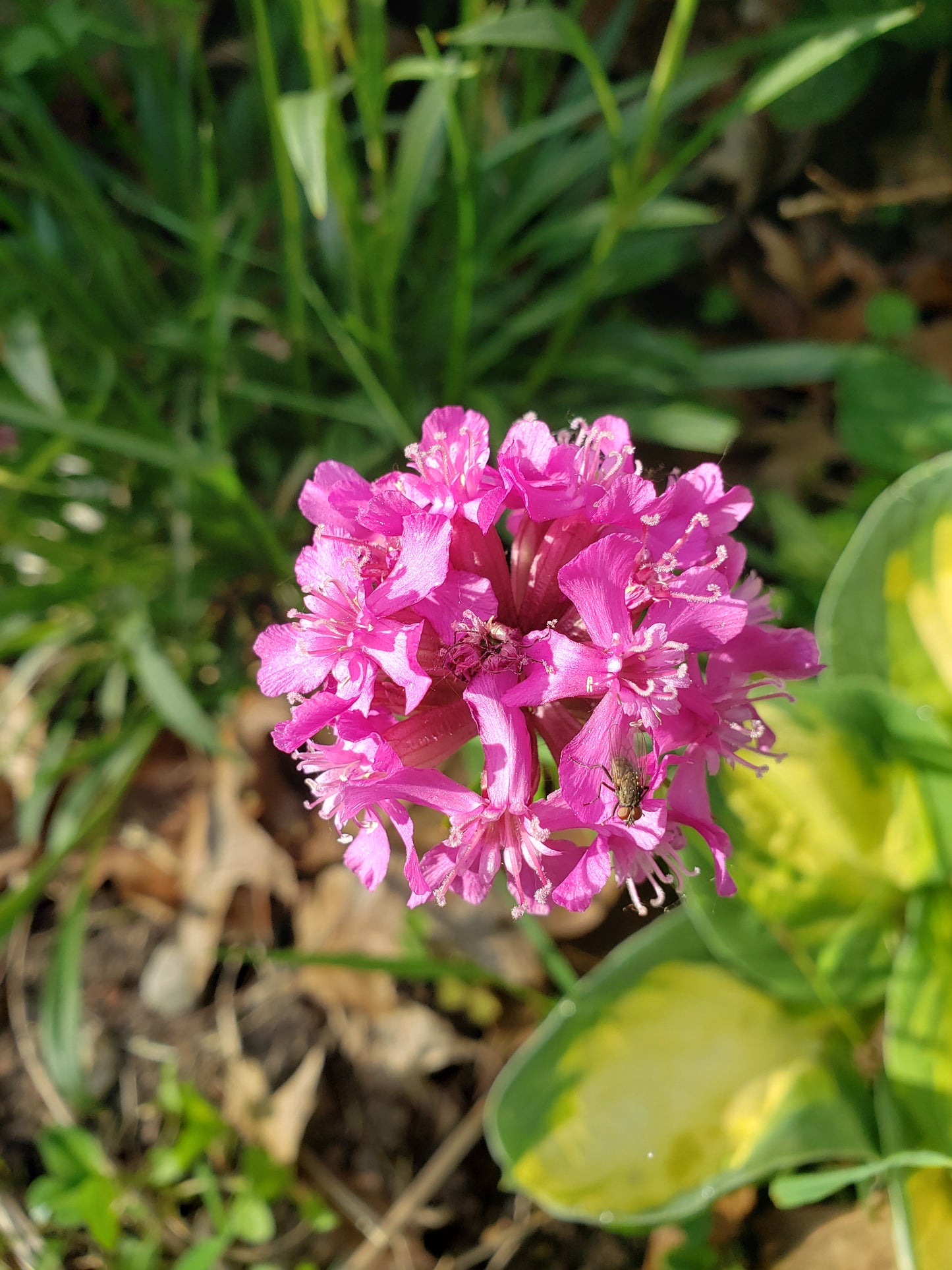 Lychnis viscaria splendens 'Feuer'