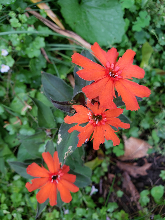 Lychnis x arkwrightii 'Vesuvius'