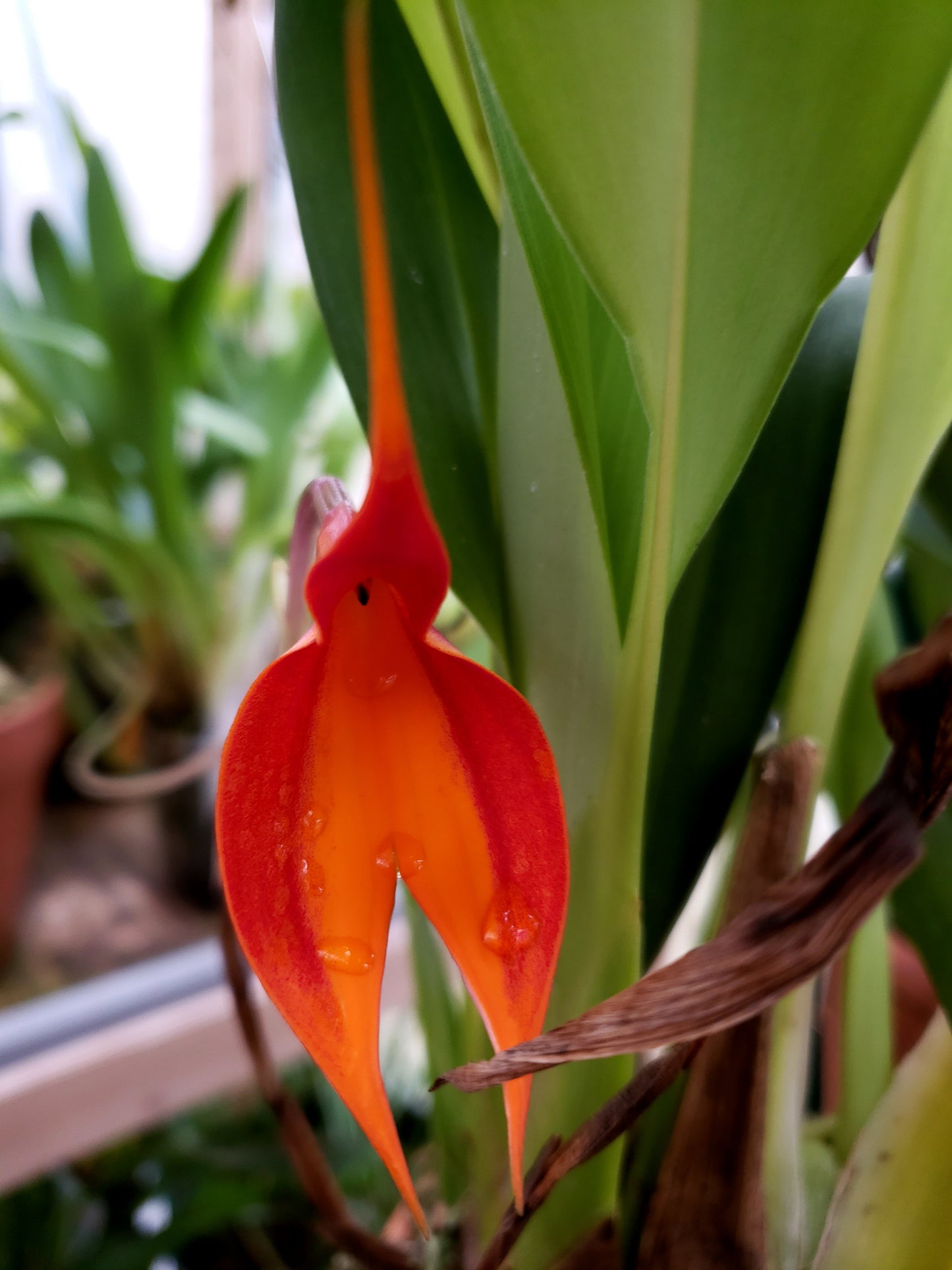 Masdevallia Veitchiana