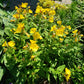 Oenothera Tetragona