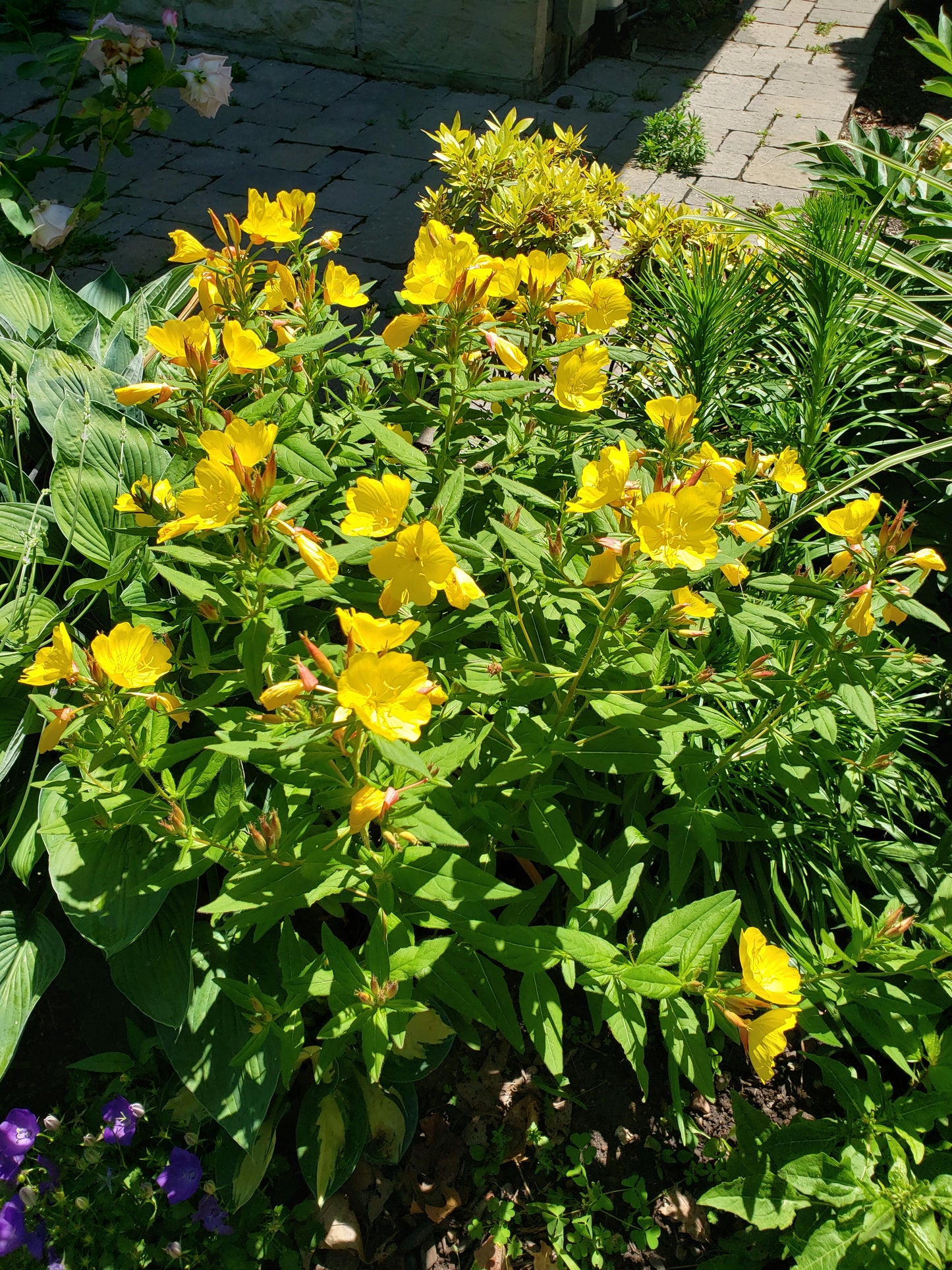 Oenothera Tetragona