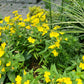 Oenothera Tetragona