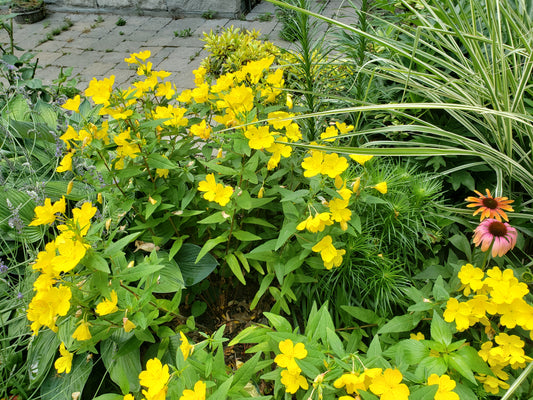 Oenothera Tetragona