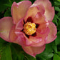 Paeonia 'Itoh' Callie's Memory