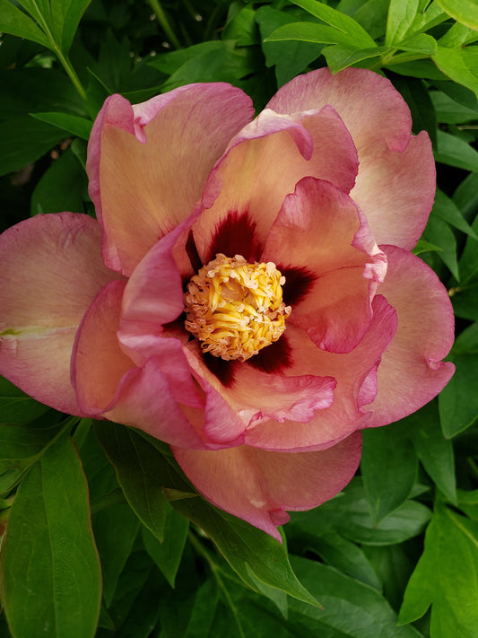 Paeonia 'Itoh' Callie's Memory