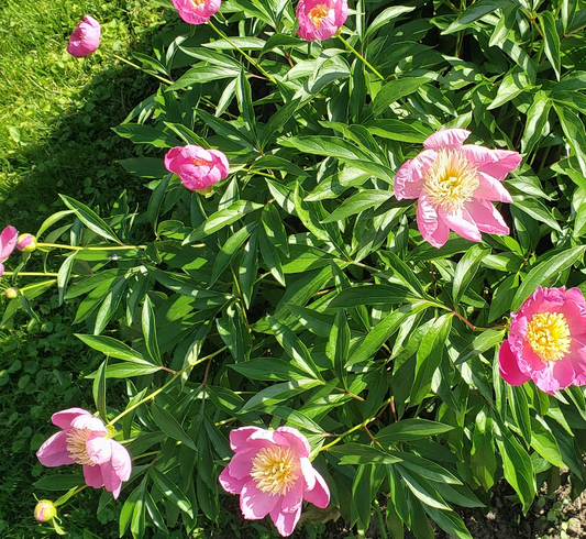 Paeonia lactiflora 'Bowl of Beauty'