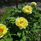 Paeonia suffruticosa 'High Noon'