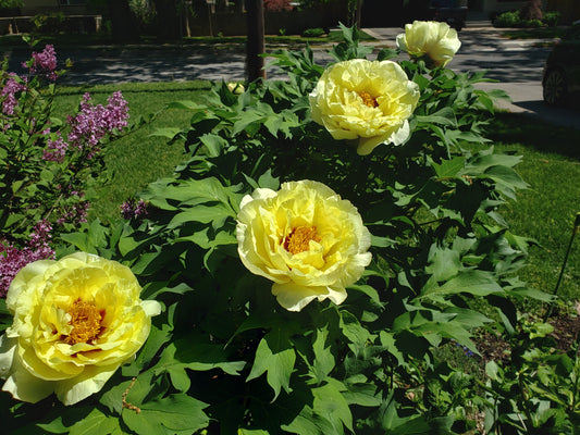 Paeonia suffruticosa 'High Noon'