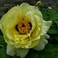Paeonia suffruticosa 'High Noon'