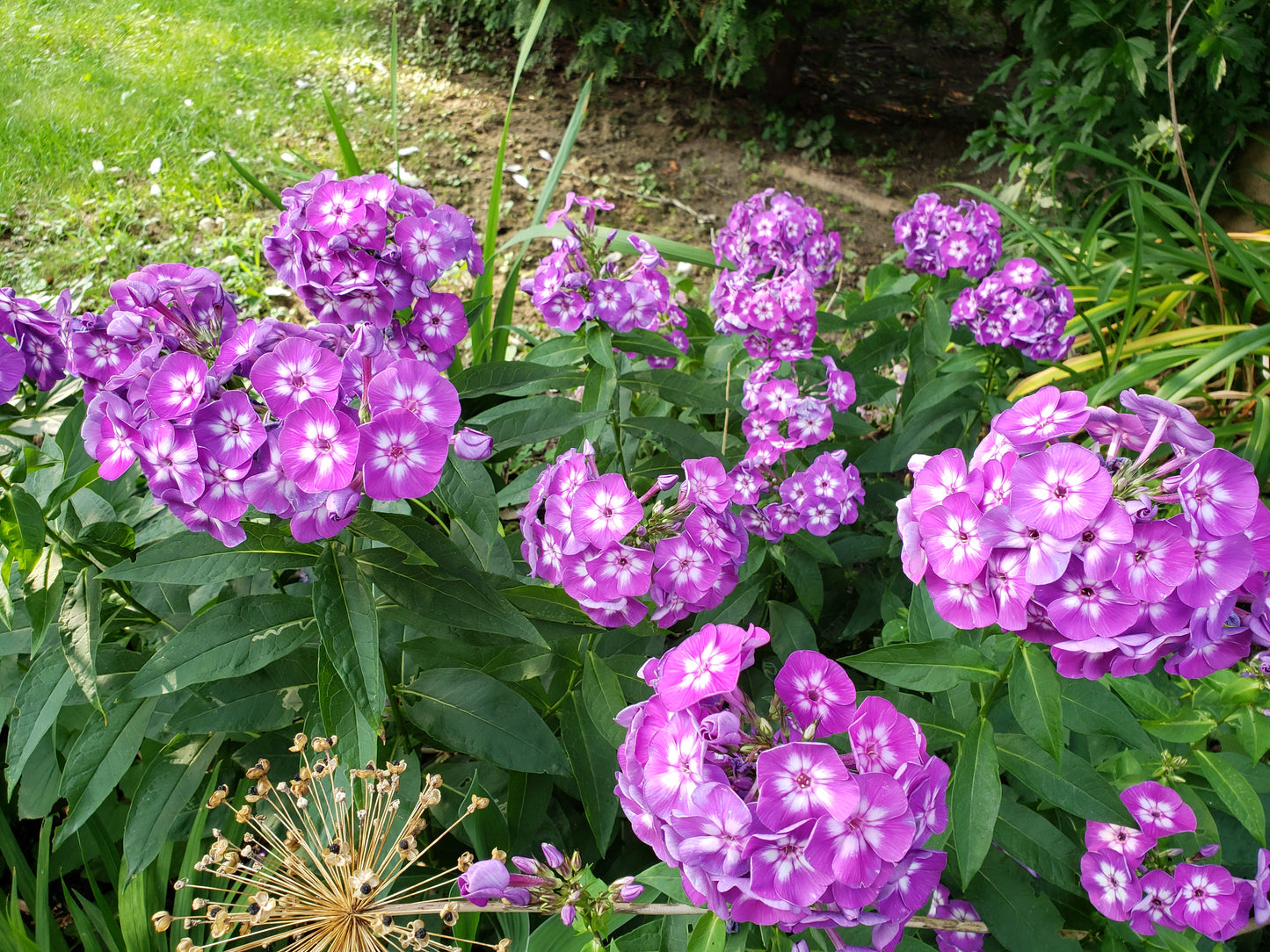 Phlox Paniculata "Purple Flame"