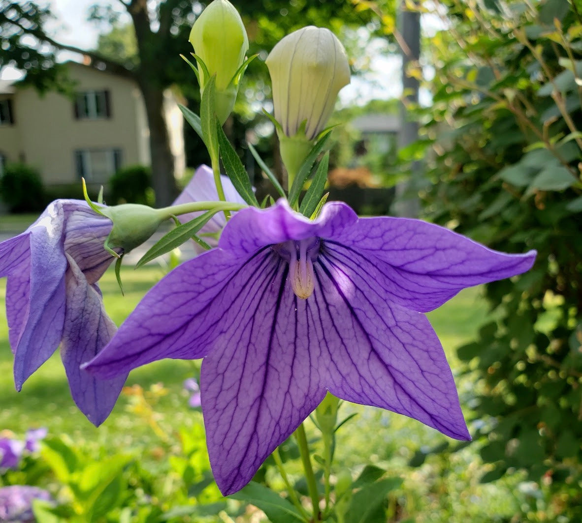 Platycodon grandiflorus