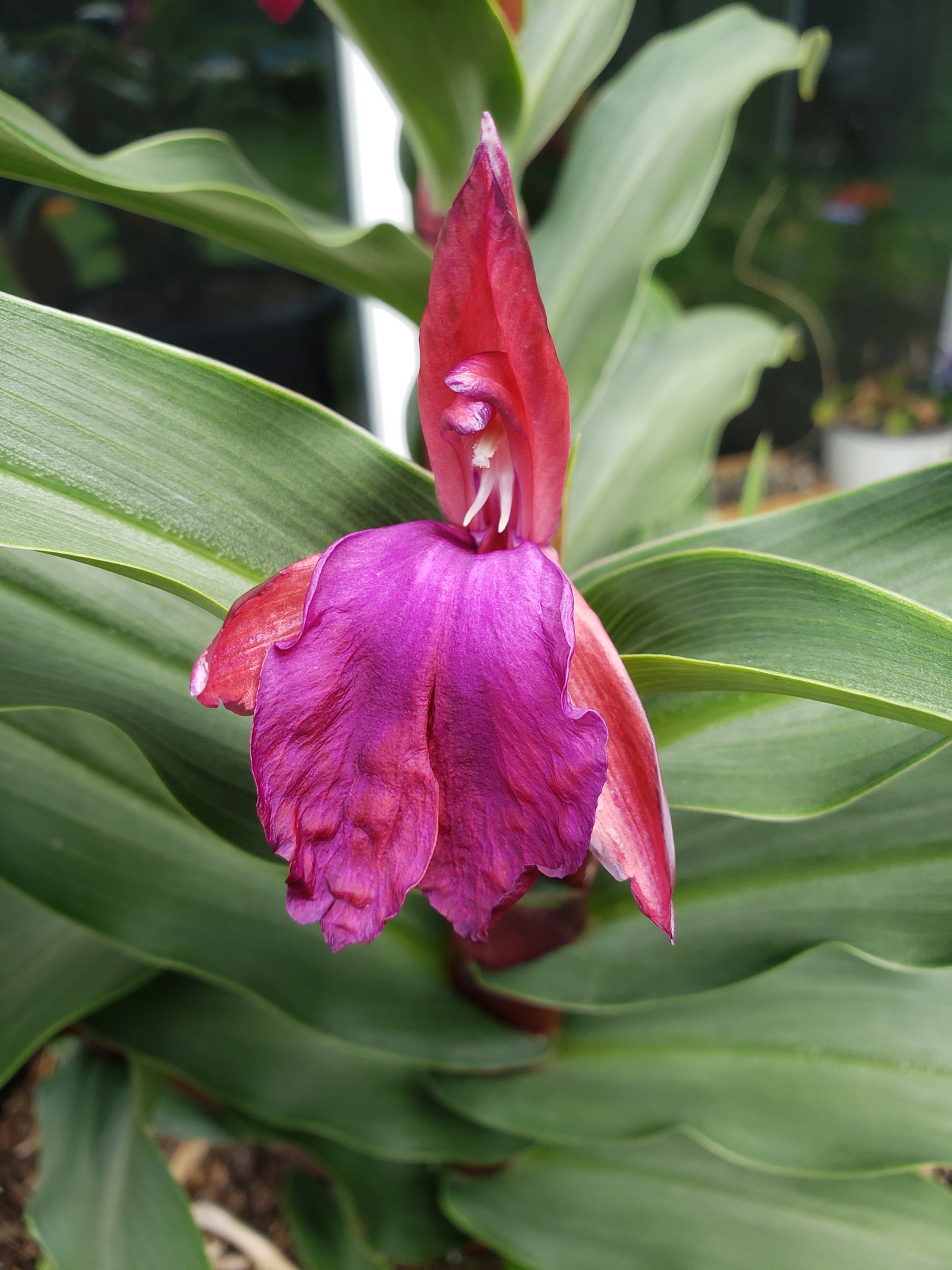 Roscoea 'Blackthorn'