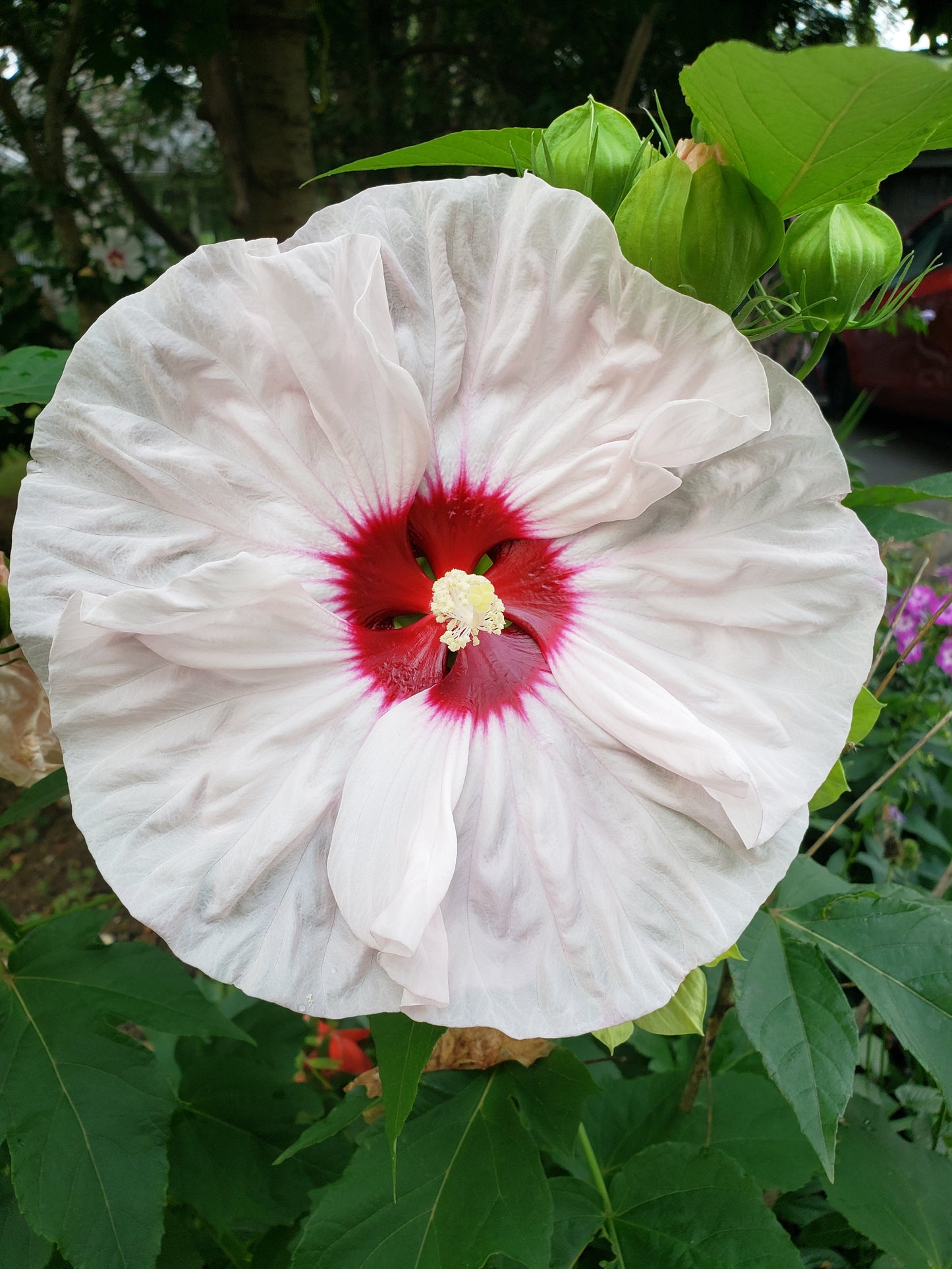 Hibiscus Moscheutos "Luna White"