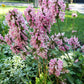 Stachys Officinalis 'Pink Cotton Candy'