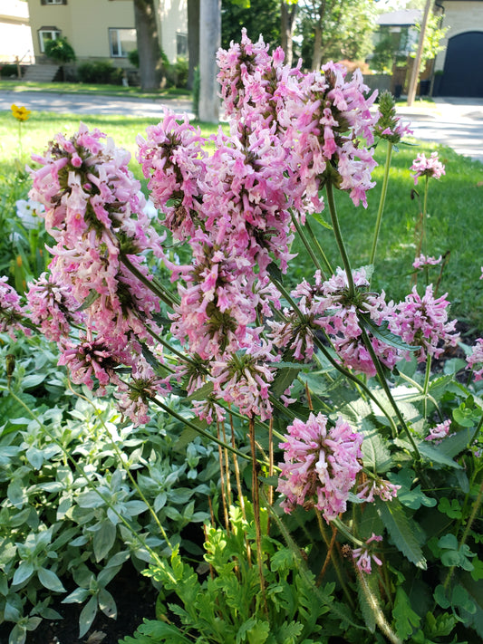 Stachys Officinalis 'Pink Cotton Candy'