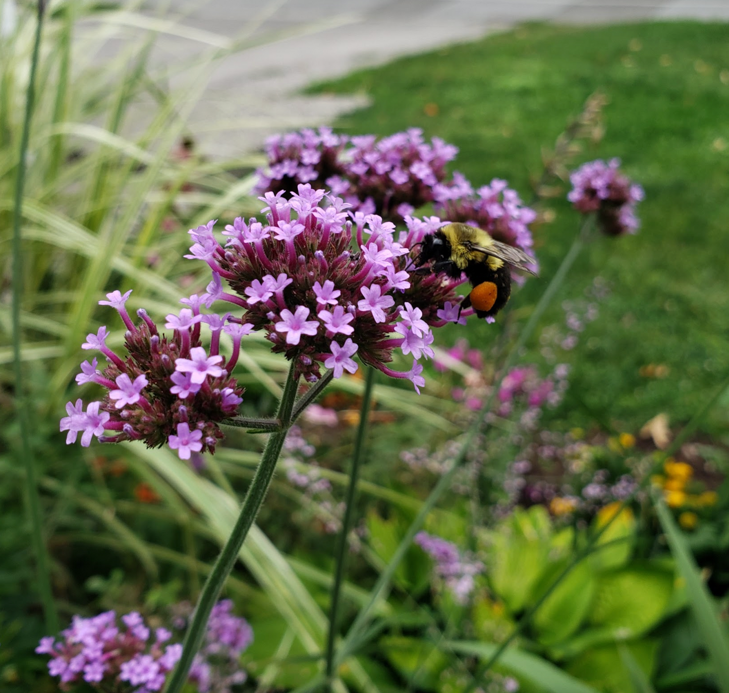 Verbena Bonariensis