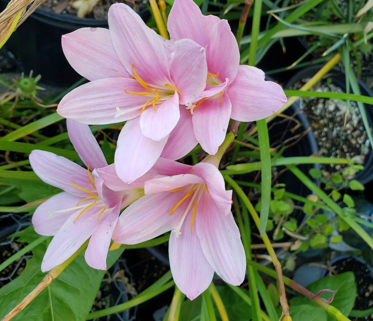 Zephyranthes grandiflora