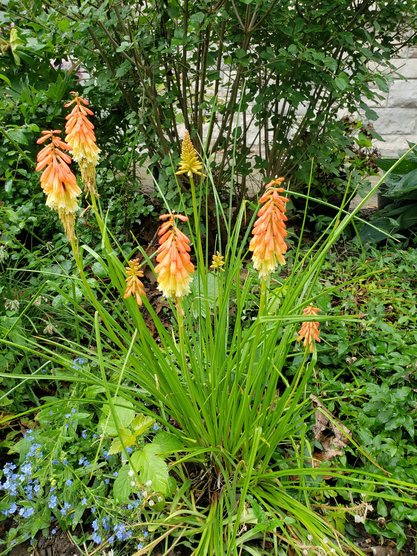 Kniphofia 'Papaya Popsicle'