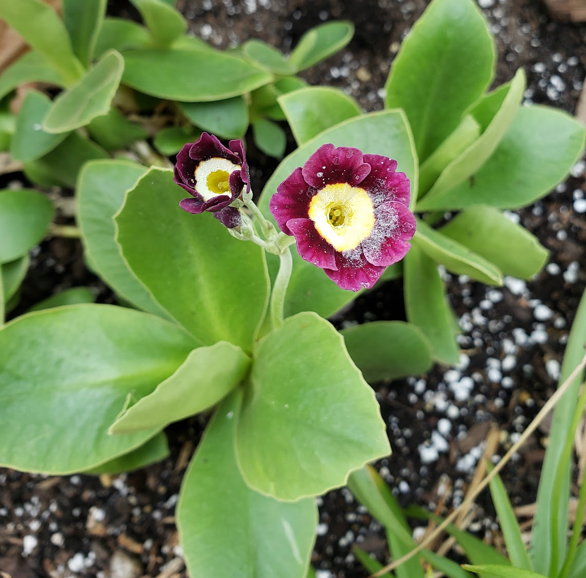 Primula Auricula